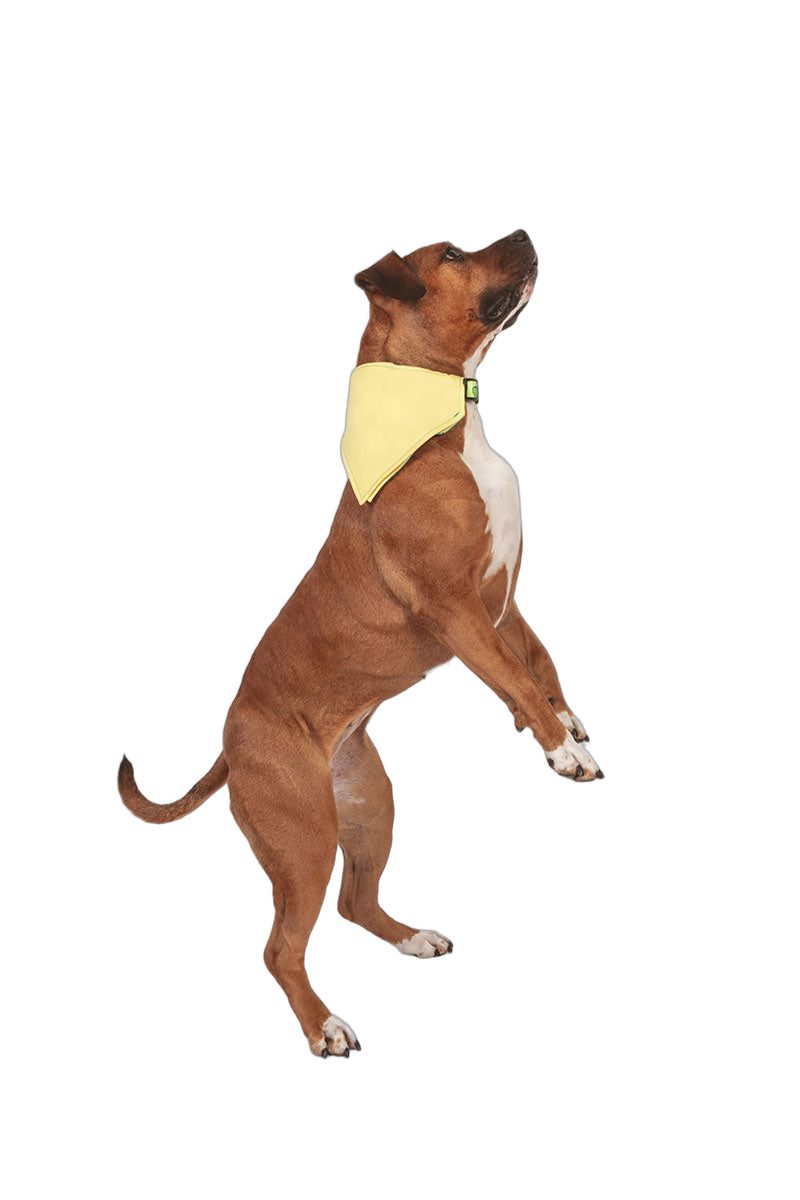 Bandana Pets&Roll