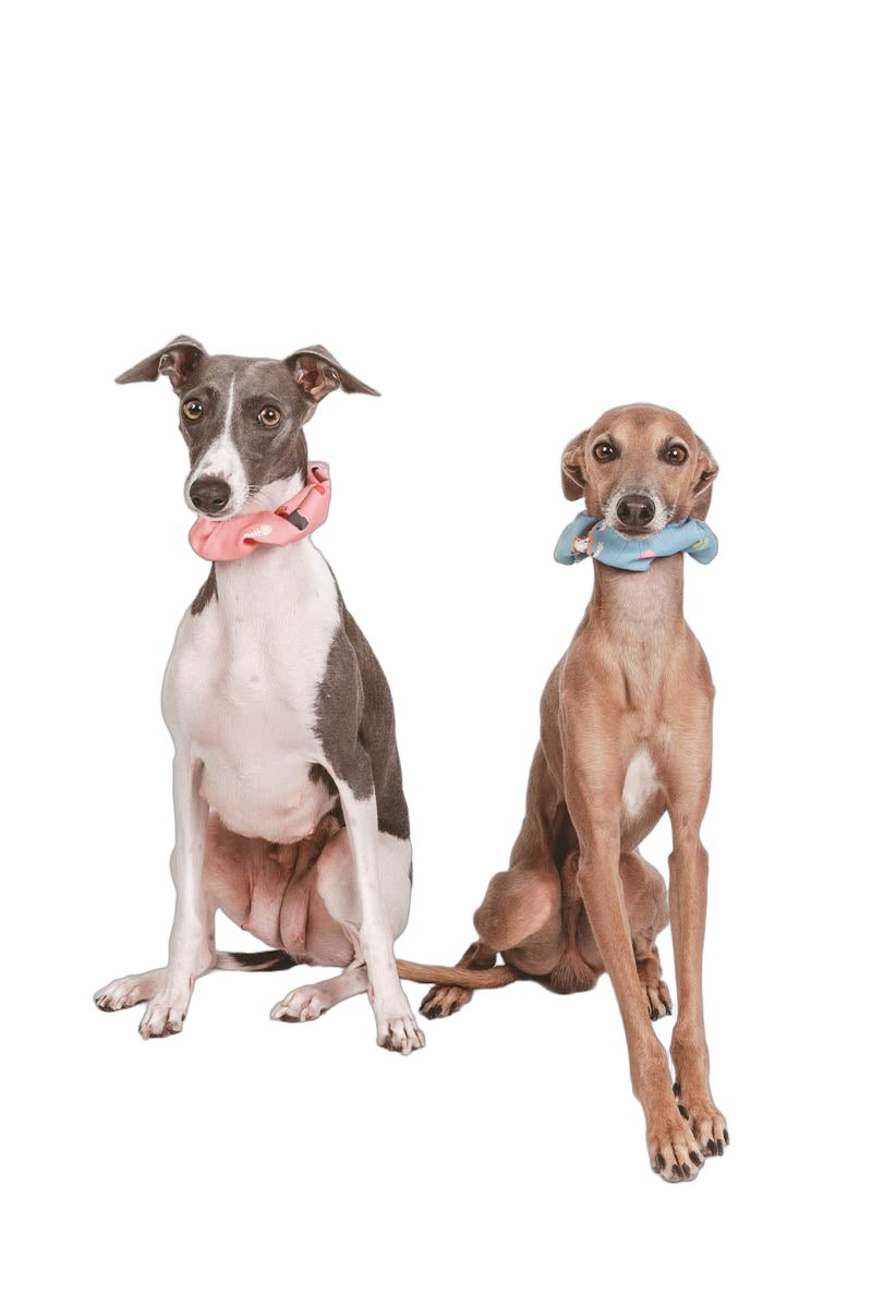 Coletero Vets&Pets