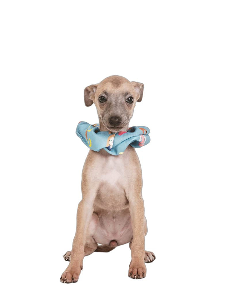 coletero-vets-pets-veterinario.jpg