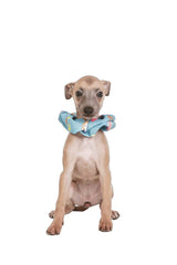 Coletero Vets&Pets