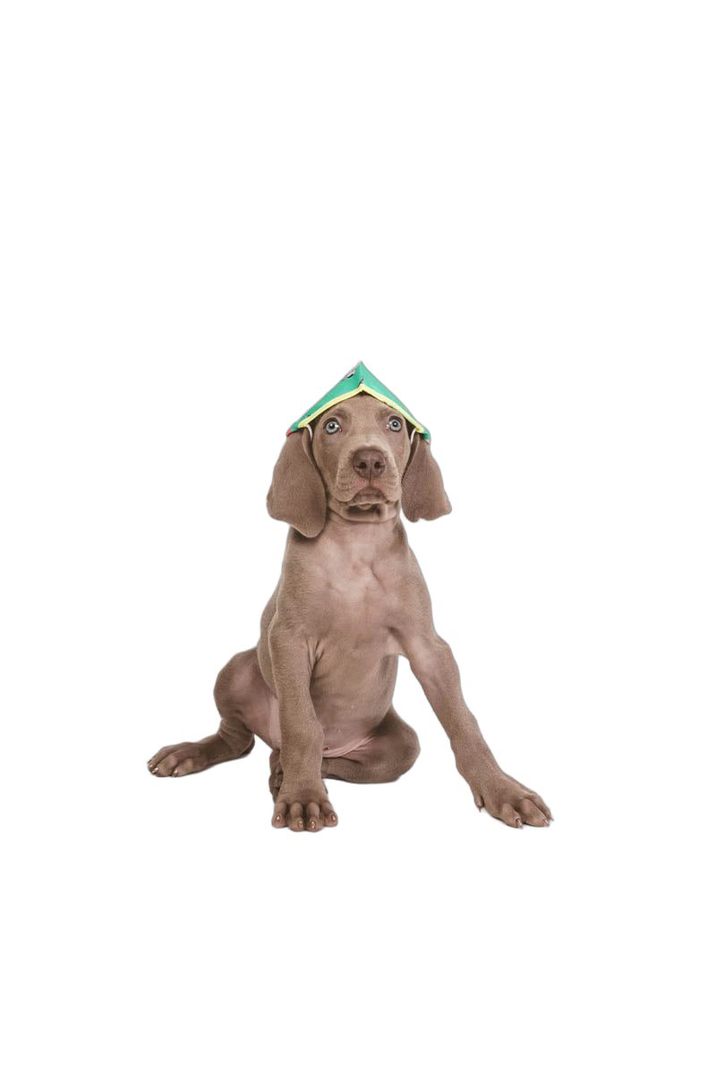 Mascarilla Vets&Pets