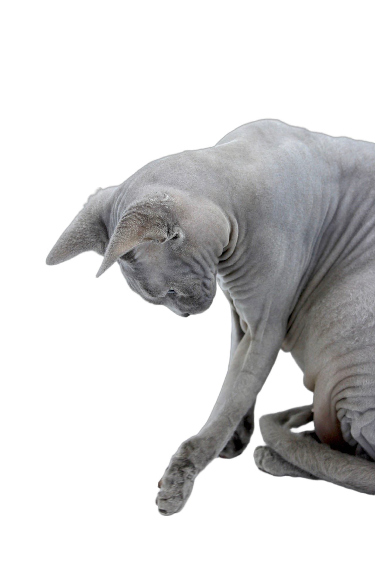 Pin Gato Persa