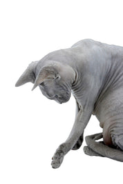 Pin Gato Persa